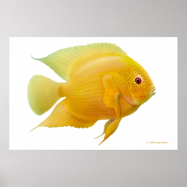Poster Citron Gold Severum Cichlid Imprimer (Devant)