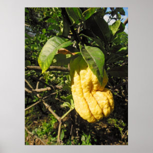 Poster Citron main de Bouddha
