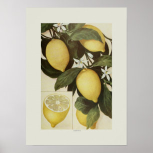 Poster Citrons