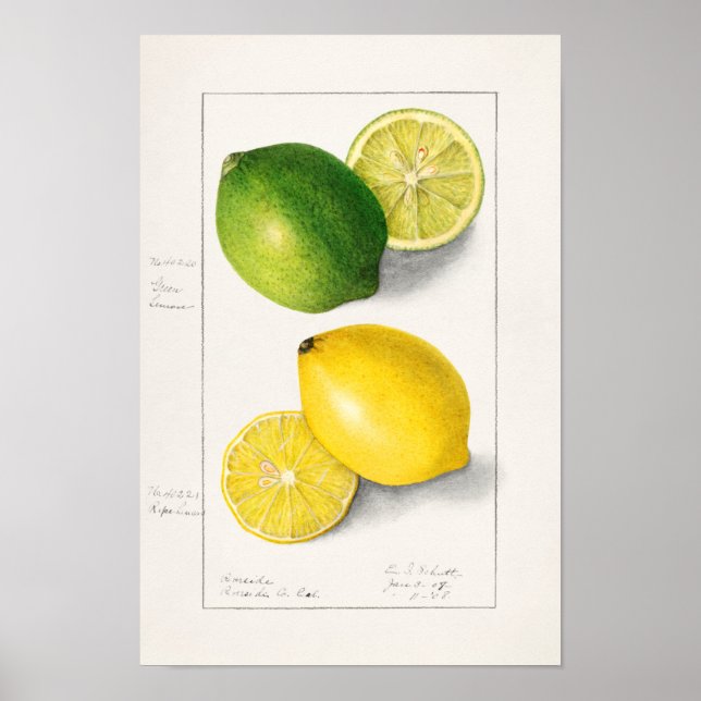Poster Citrons (Citrus Limon) Aquarelle de fruit Peinture (Devant)