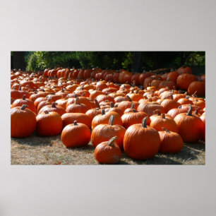 Poster Citrouille Patch Automne Harvest Photographie