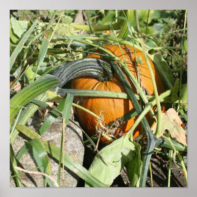 Poster Citrouille Sur Vine Automne Photographie de la nat (Devant)