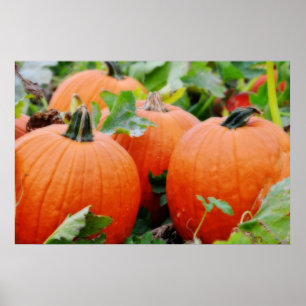 Poster Citrouilles