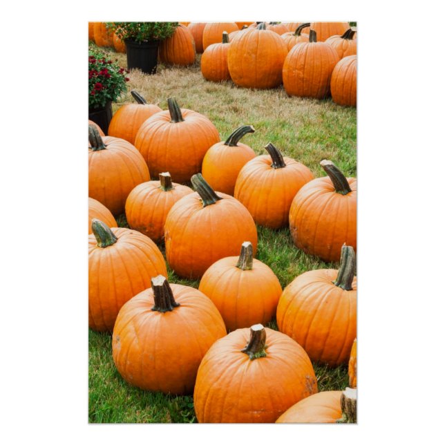 Poster Citrouilles à vendre sur un marché agricole (Devant)