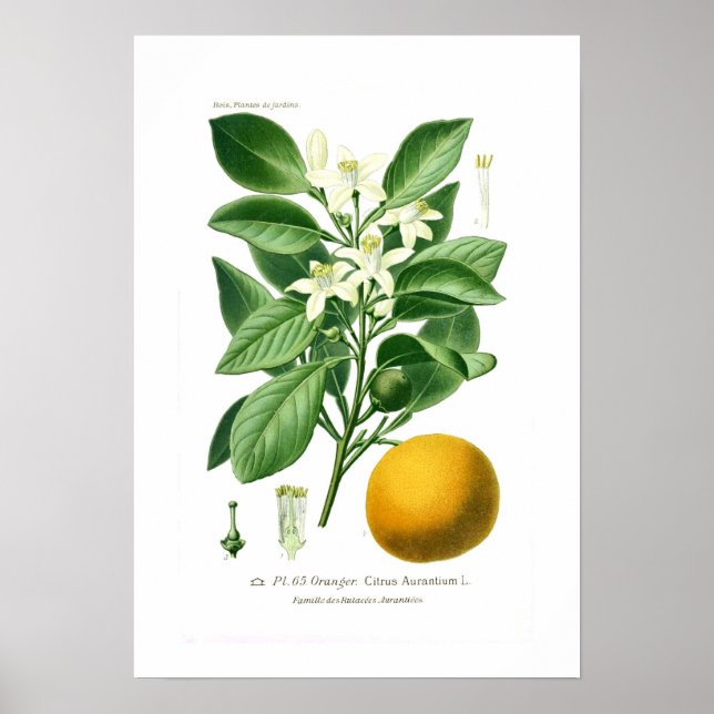 Poster Citrus auranticum (Séville orange) (Devant)
