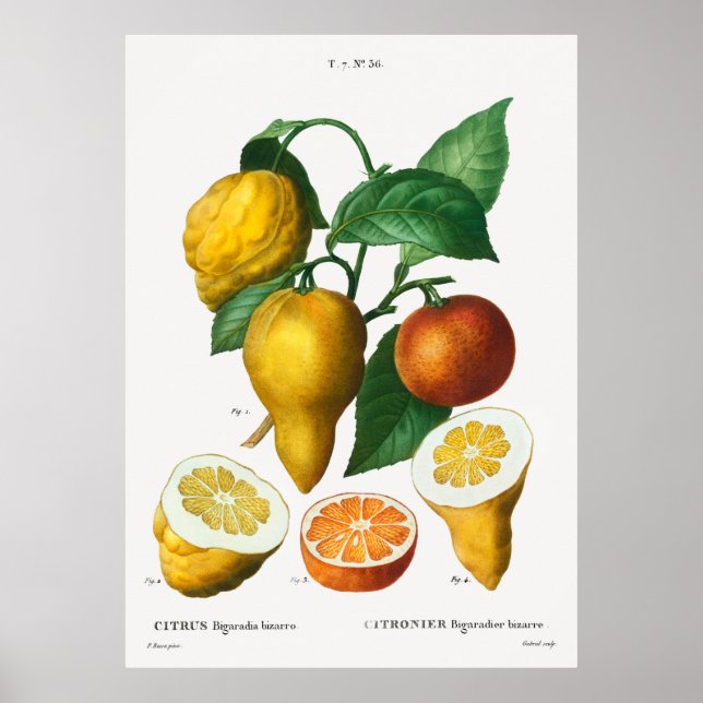 Poster Citrus bigaradia bizarro orange amer de Traite (Devant)