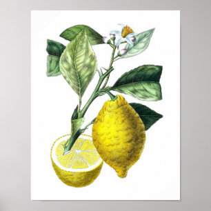 Poster Citrus Fruit Citron Botanique Imprimer n° 10 Wall 