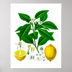Poster Citrus Fruit Citron Botanique Imprimer no 7 Wall A