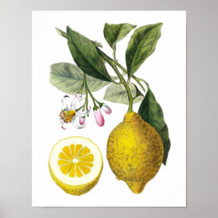 Poster Citrus Fruit Lemon Botanique Imprimer no 9 Wall Ar