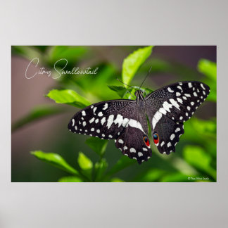 Poster Citrus Swallowtail