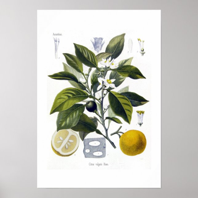 Poster Citrus vulgaris (orange) (Devant)