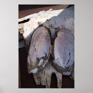 Poster Clamshell Wings