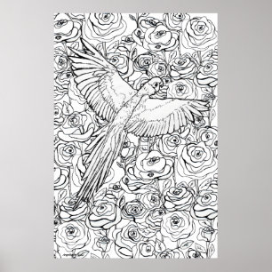 Poster Clarté du perroquet