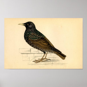 Poster Classic Zoological Etching - Starling