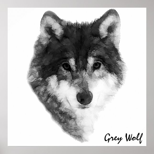 Poster Classique du loup gris (Devant)