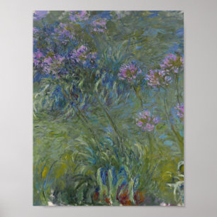 Poster Claude Monet - Agapanthus
