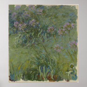 Poster Claude Monet - Agapanthus
