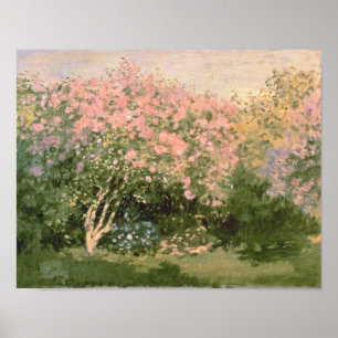 Poster Claude Monet   Lilac in the Sun, 1873
