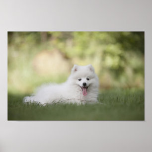 Poster Clé blanche souple Chiot