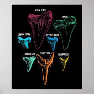 Poster Clé d'identité de chasse aux dents de requin