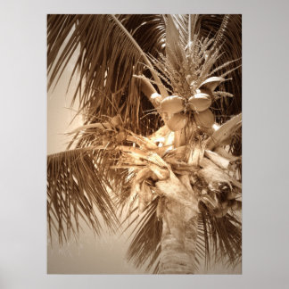 Poster Clé Palm Ouest - Sepia