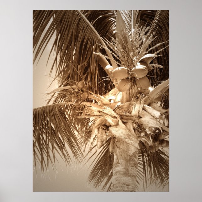 Poster Clé Palm Ouest - Sepia (Devant)