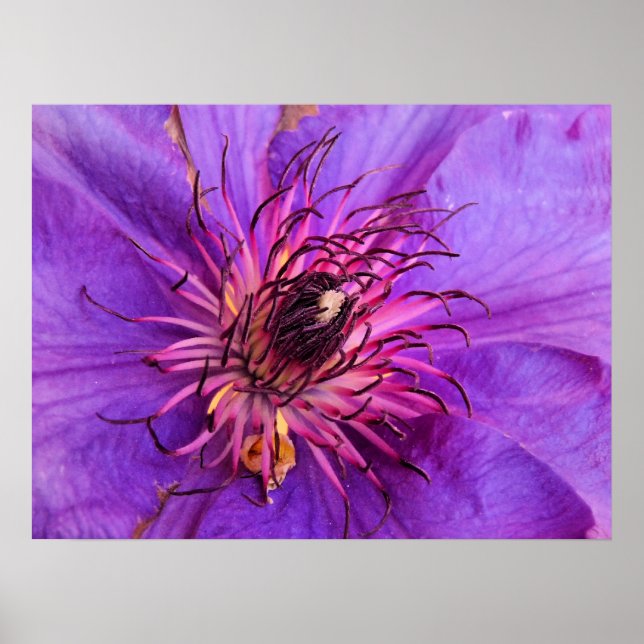 POSTER CLEMATIS (Devant)