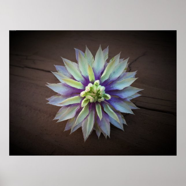 Poster Clematis, (Devant)