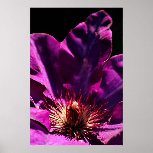 Poster Clematis (Devant)
