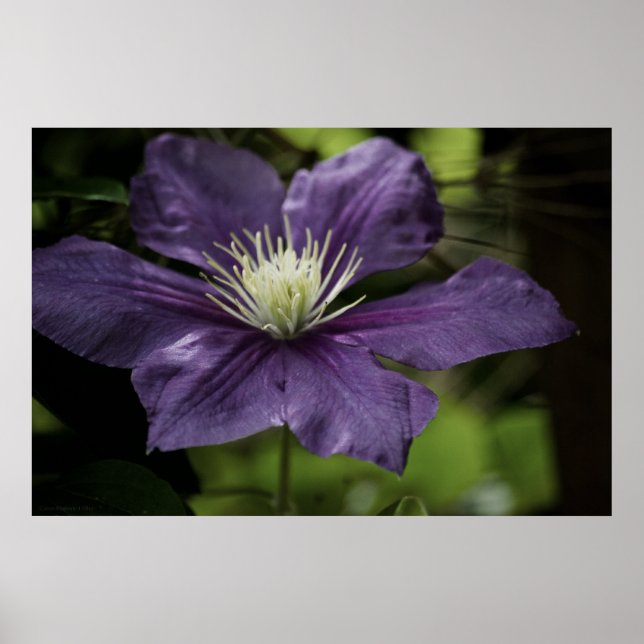 Poster Clematis 8510 (Devant)