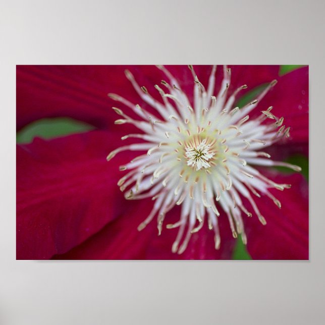Poster Clematis Closeup (Devant)