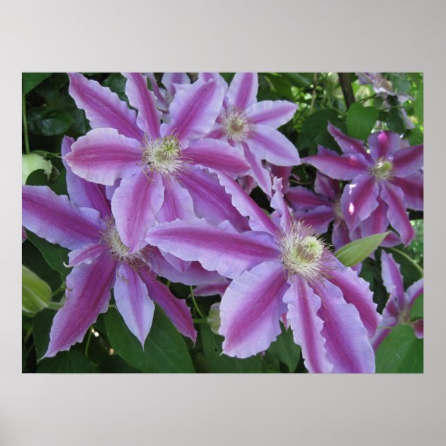 POSTER - Clematis flowers in spring in UK (Front)