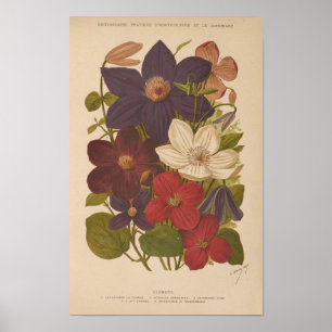 Poster Clematis   George Nicholson