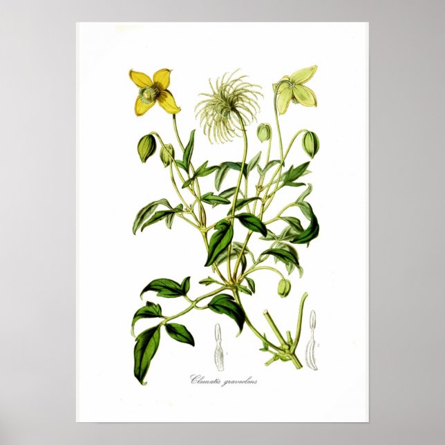 Poster Clematis graveolens (Devant)