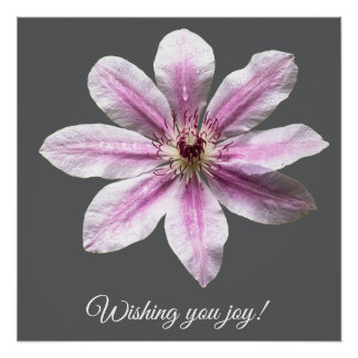 Poster Clematis Nelly Moser