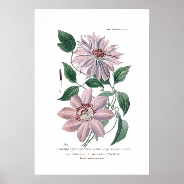 Poster Clematis patens (Devant)