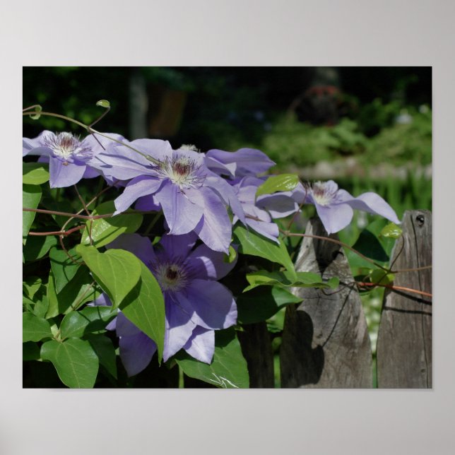 Poster Clematis Violet À La Clôture Au Soleil (Devant)
