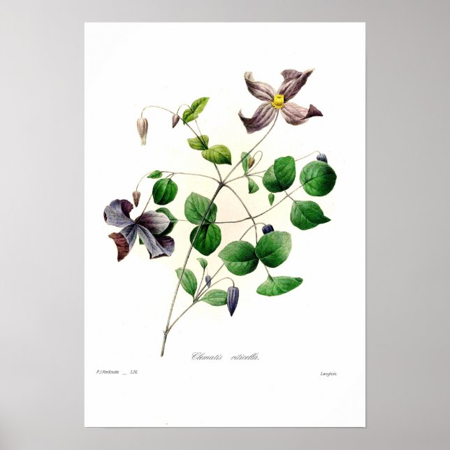 Poster Clematis viticella (Devant)