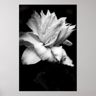 Poster Clématite 1 photographie florale noire et blanche