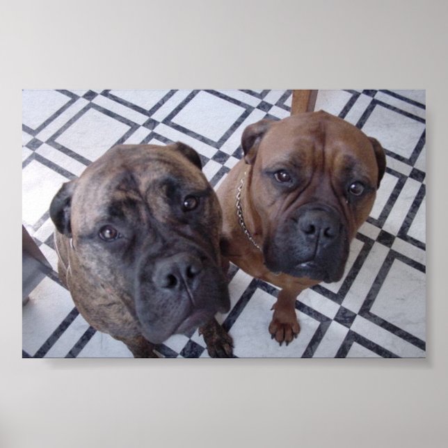 Poster Cleo et Luna (Devant)