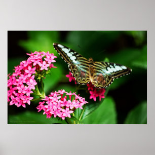 Poster Clipper sur Pentas 1 Imprimer