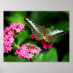 Poster Clipper sur Pentas 1 Print