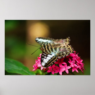 Poster Clipper sur Pentas 3 Print
