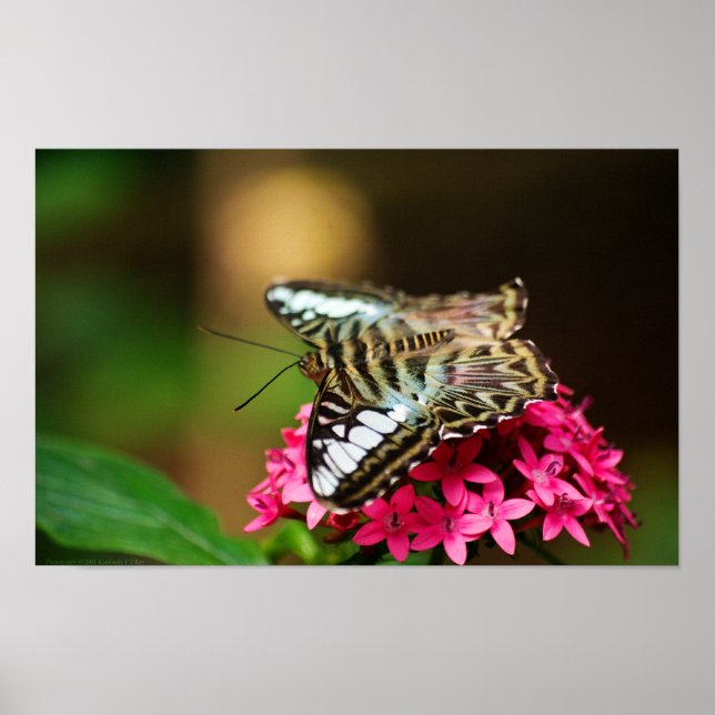 Poster Clipper sur Pentas 3 Print (Devant)
