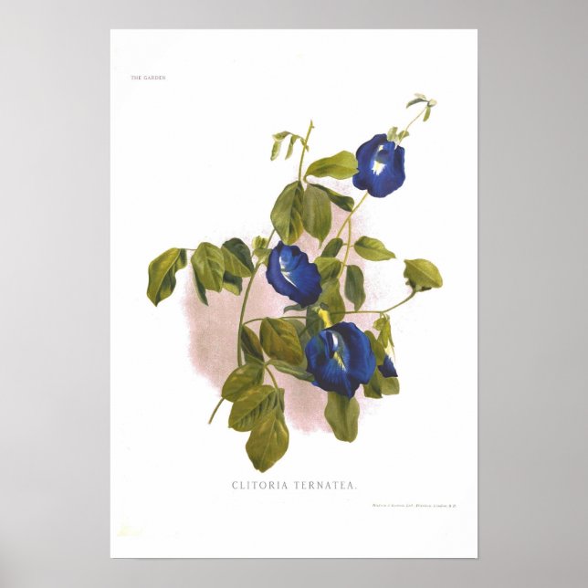 Poster Clitoria ternatea (Devant)