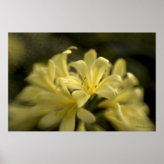 Poster Clivia jaune (Devant)