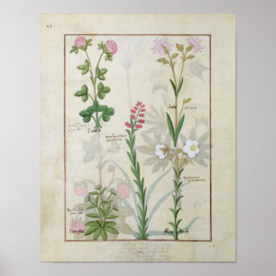 Poster Clocher rouge & Aube Bellidis Onobrychis & Hyssopu