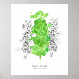 Poster Cloches d'Irlande Langue des fleurs Bonne chance