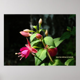 Poster Cloches roses