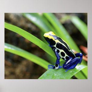 Poster Close-up of Costa Rican Cobalt Dyeing Dart Frog
